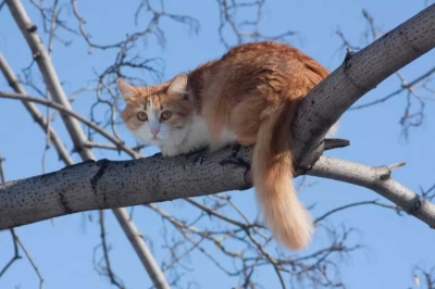 В Подмосковье девушка застряла на дереве, пытаясь спасти кота